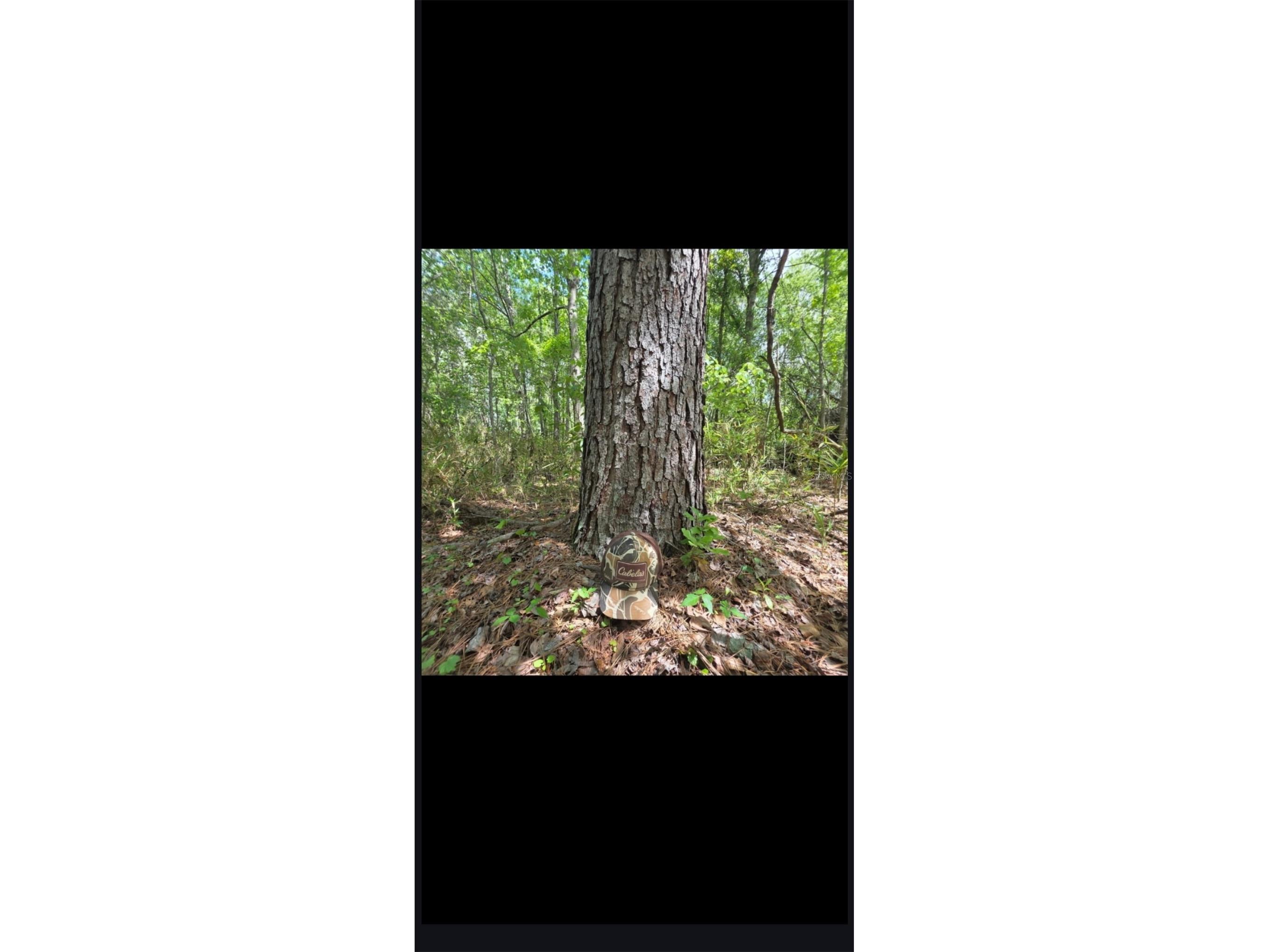 4814 NW 244 Avenue Alachua FL 32615 GC539967 image76