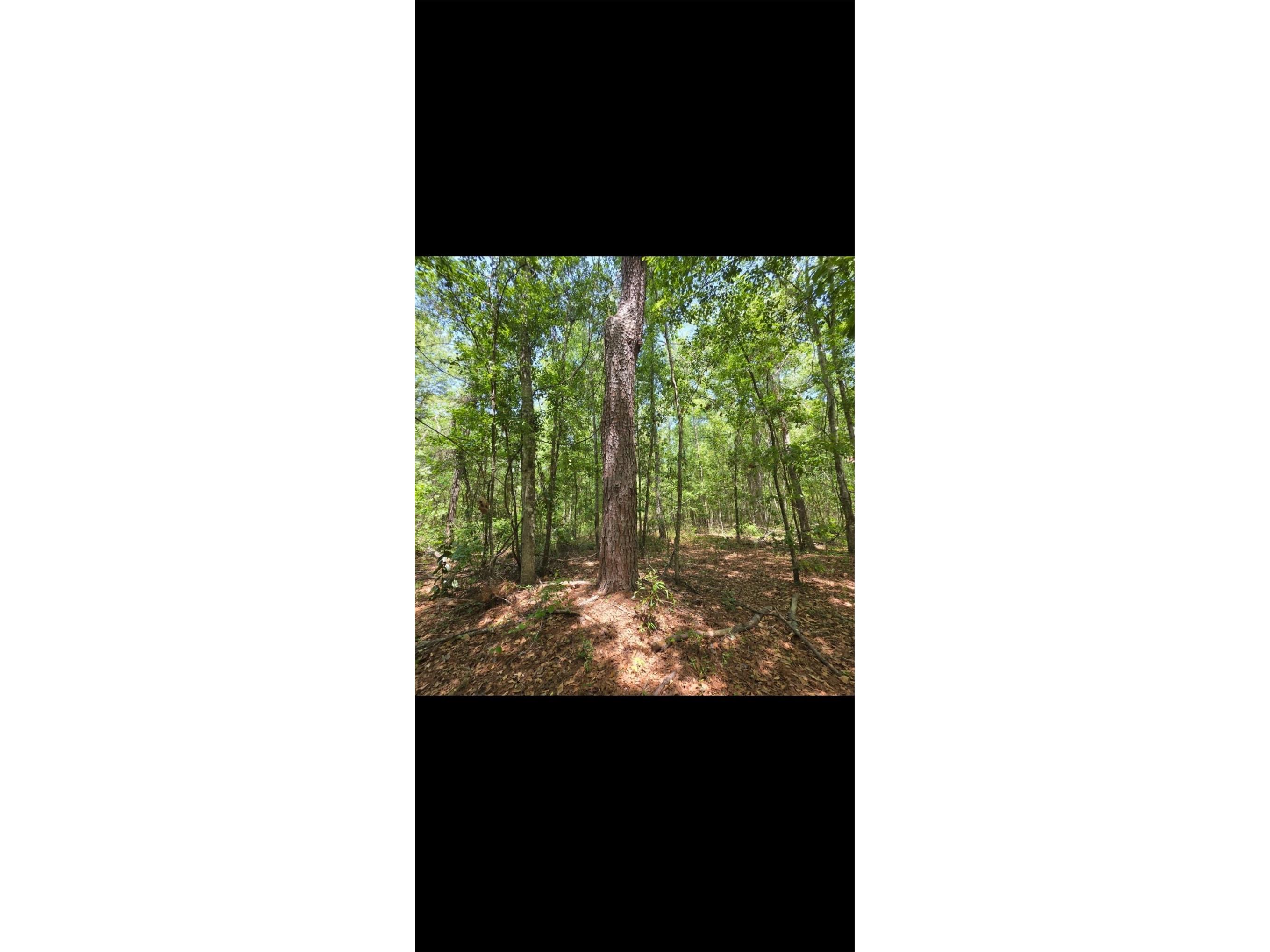 4814 NW 244 Avenue Alachua FL 32615 GC539967 image82