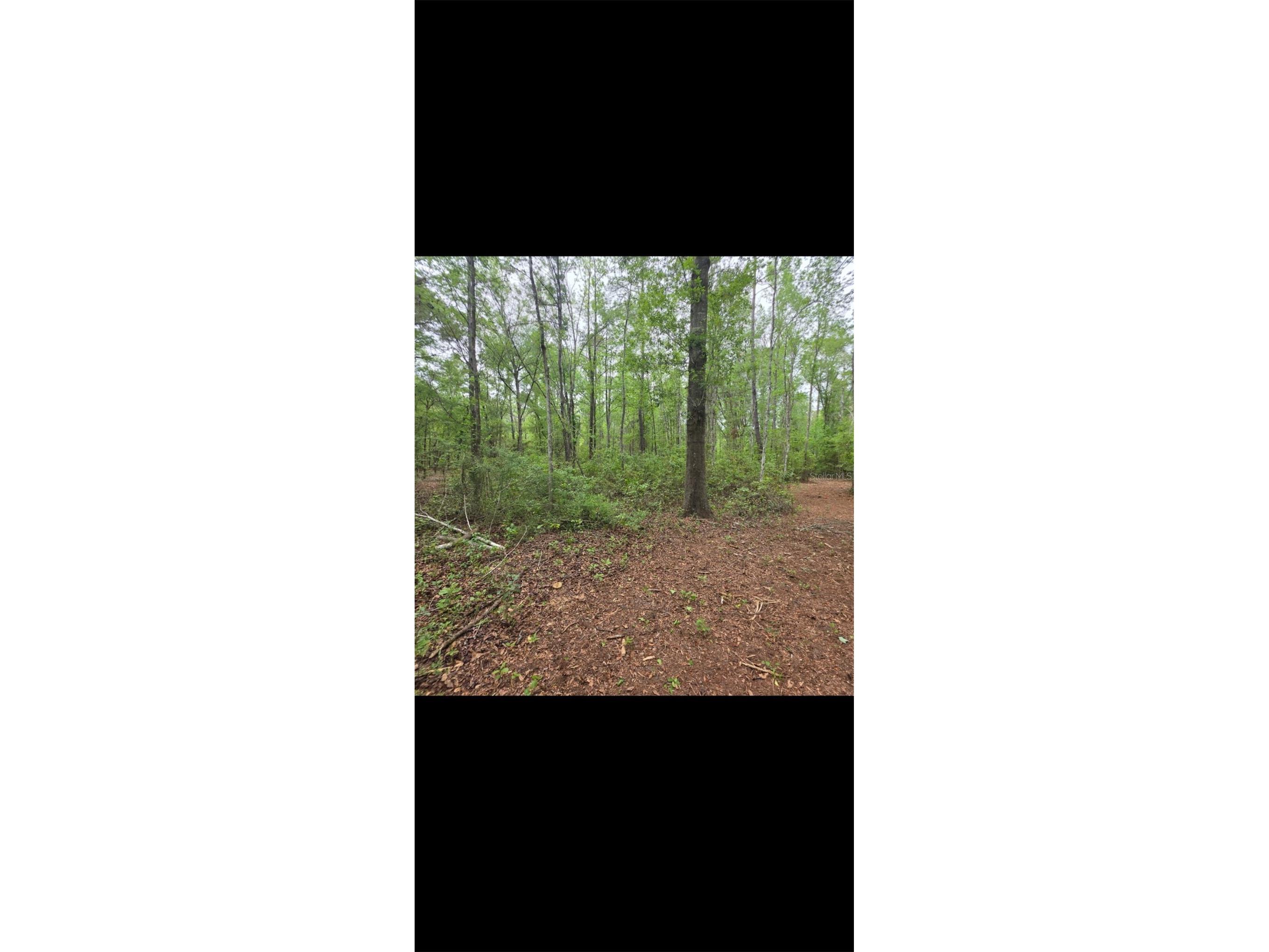 4814 NW 244 Avenue Alachua FL 32615 GC539967 image86