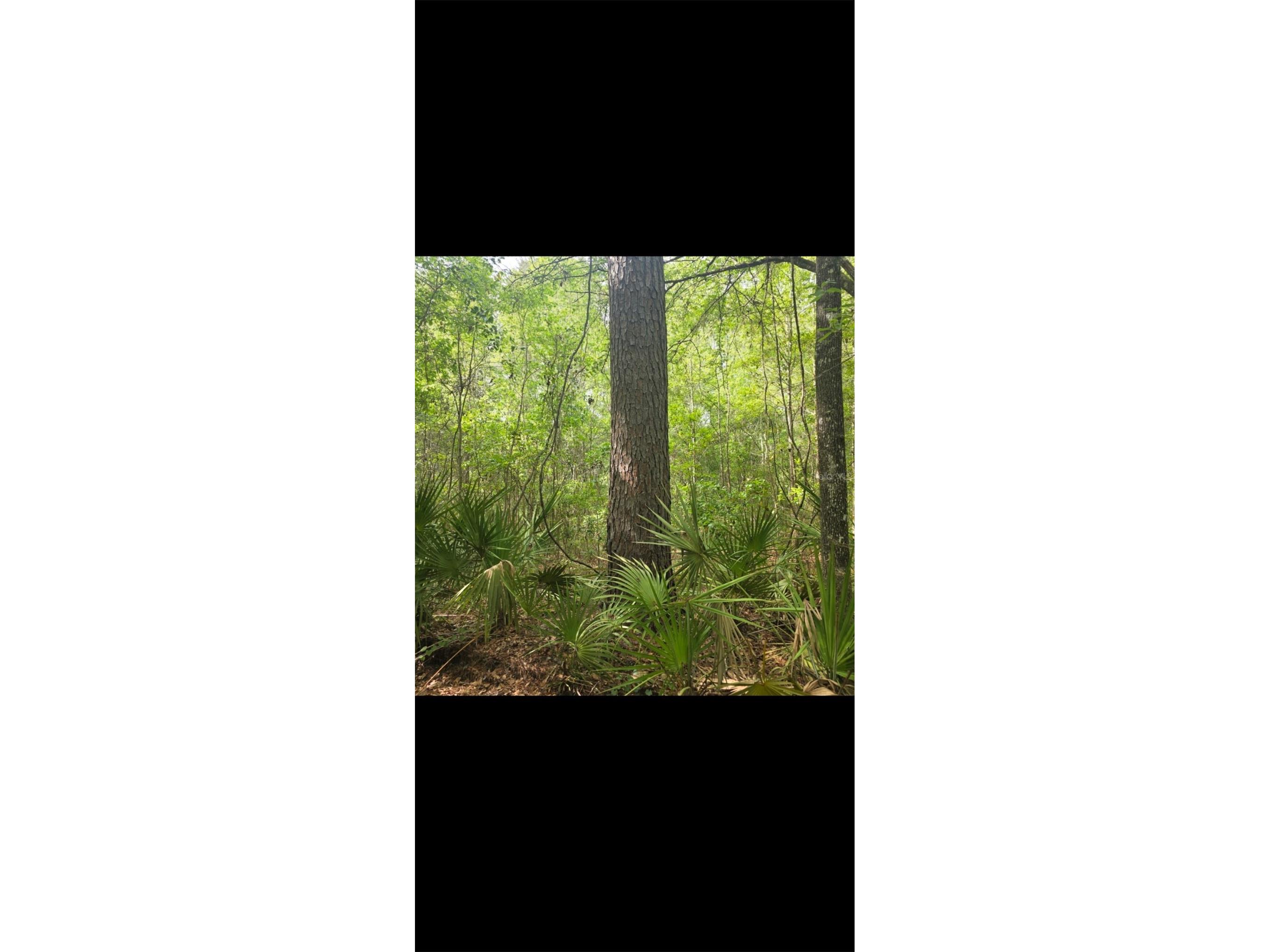 4814 NW 244 Avenue Alachua FL 32615 GC539967 image88