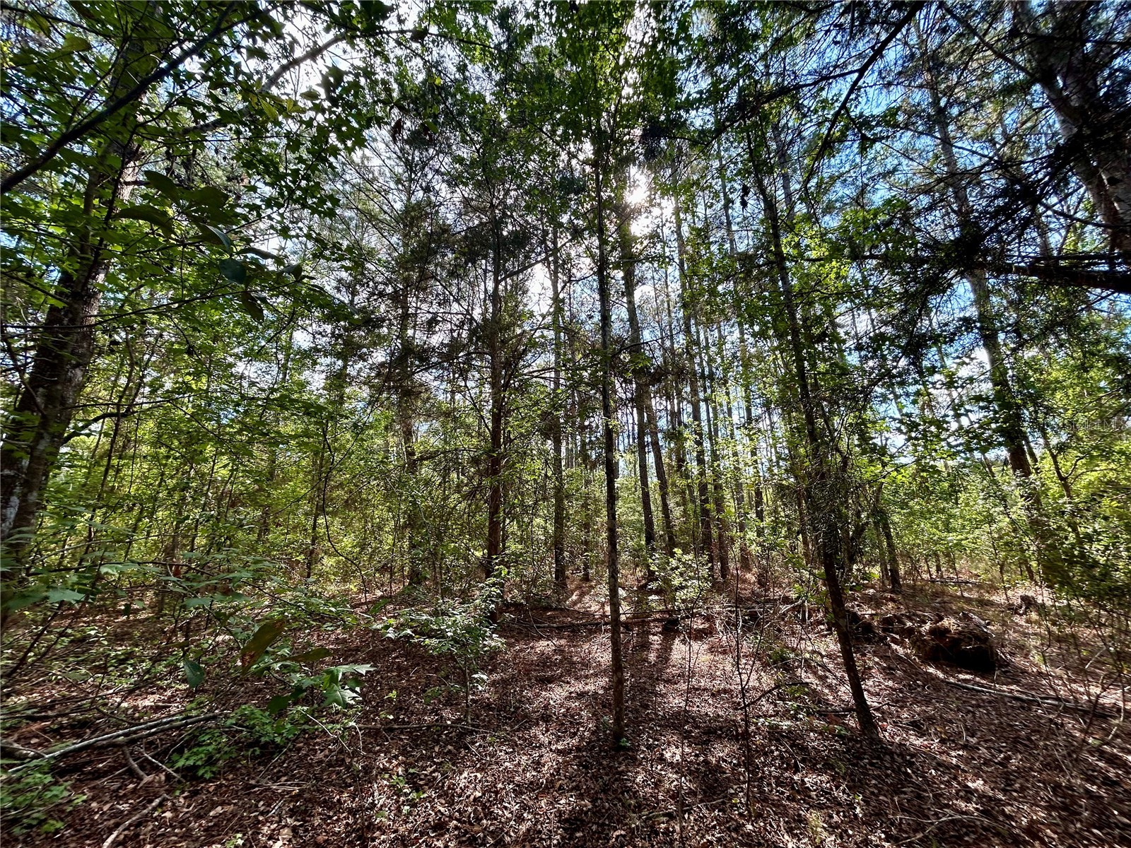 4819 NE 211th Drive Earleton FL 32631 GC540071 image6