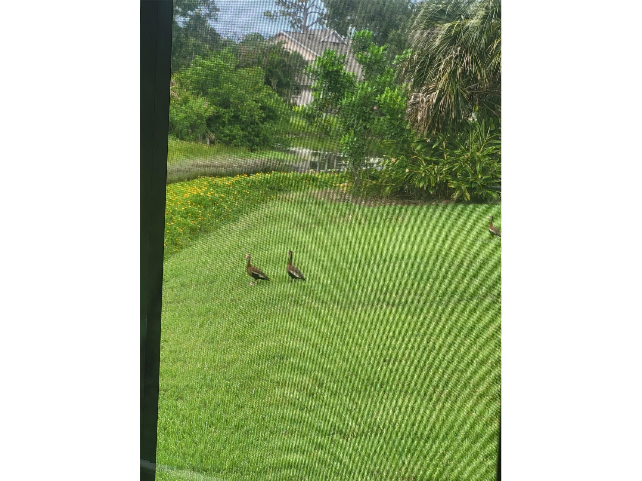 482 Pendleton Place Venice FL 34292 N6139250 image48