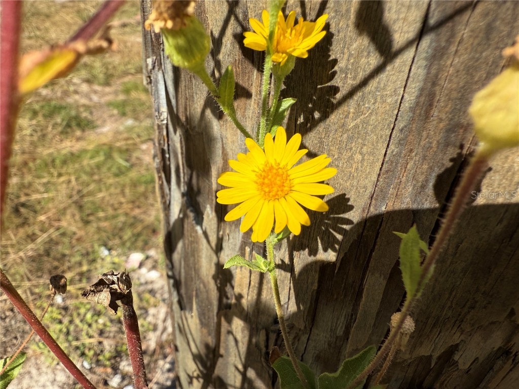 484 NE 412th Avenue Old Town FL 32680 O6258830 image11