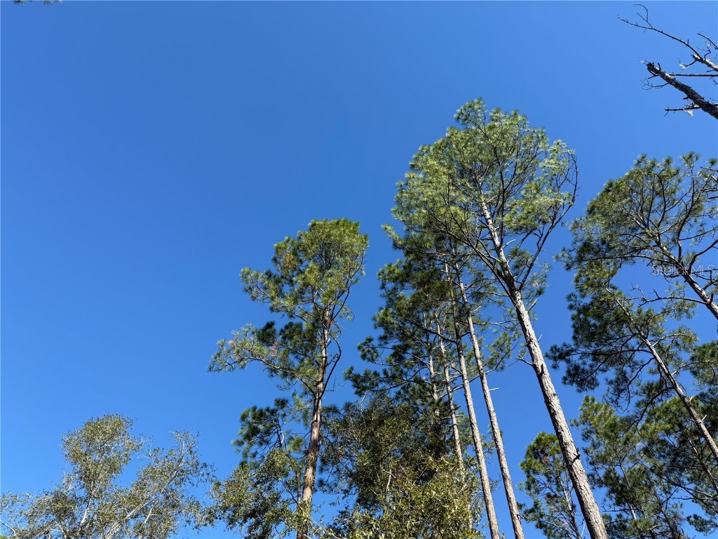 484 NE 412th Avenue Old Town FL 32680 O6258830 image3