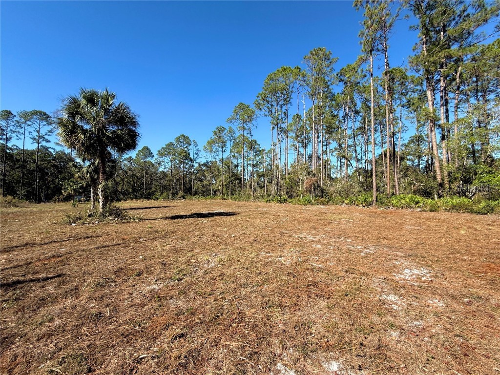 484 NE 412th Avenue Old Town FL 32680 O6258830 image5