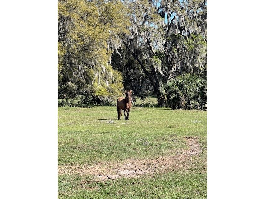 485 Dickson Avenue Osteen FL 32764 V4941307 image32