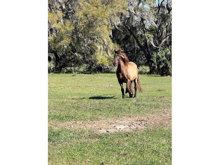 485 Dickson Avenue Osteen FL 32764 V4941307 image34