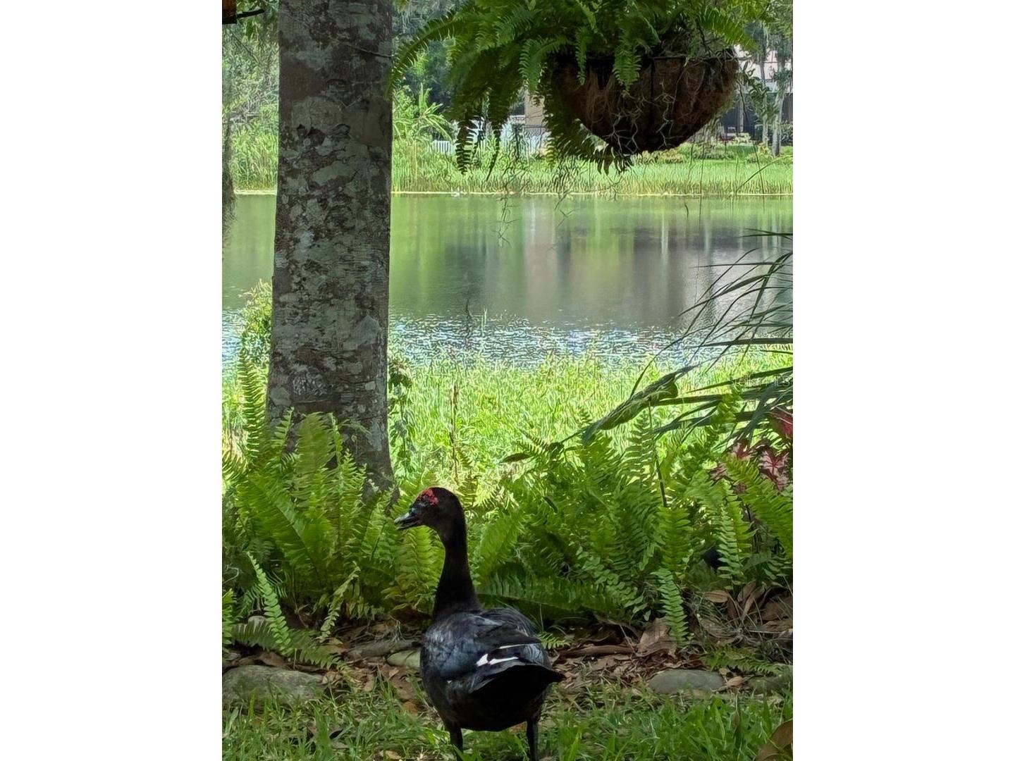 4850 Walnut Ridge Road Land O Lakes FL 34638 TB8480021 image39