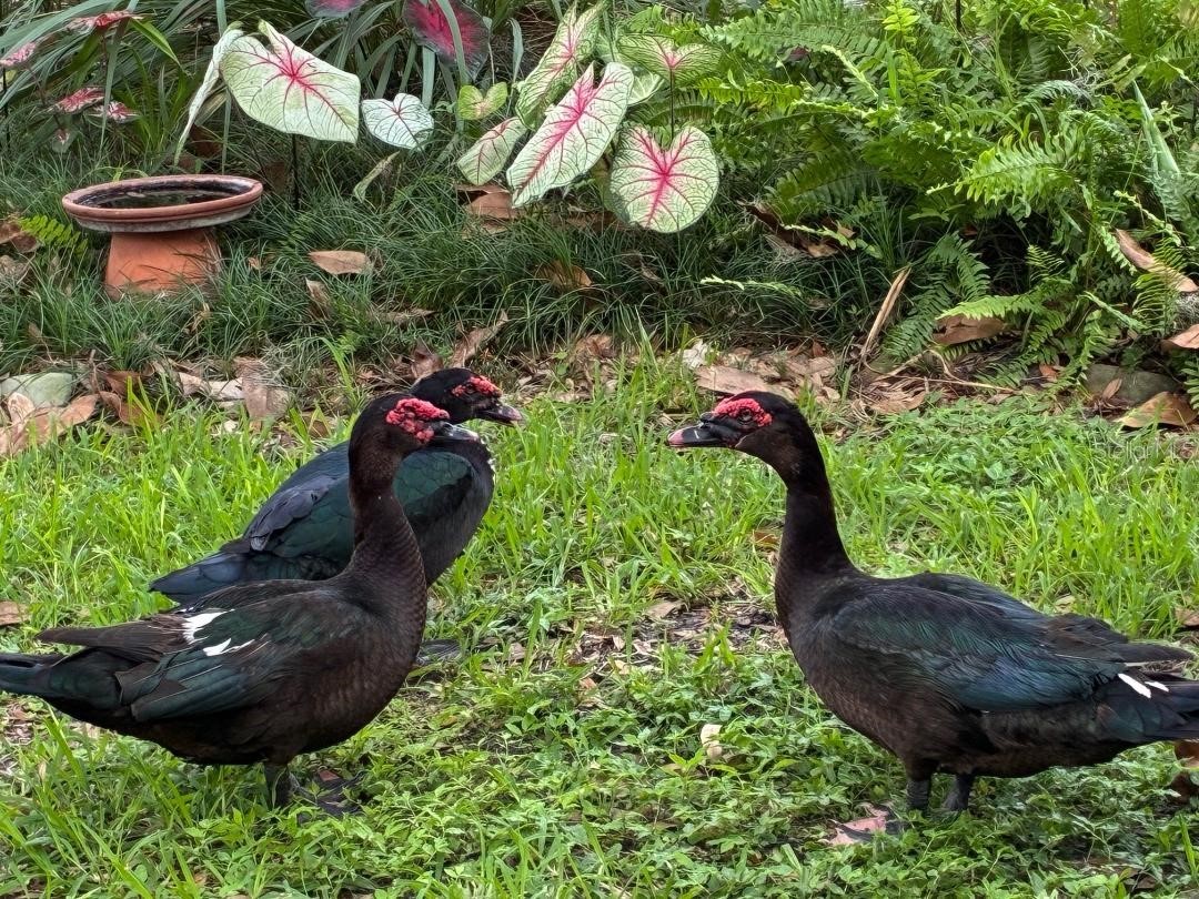 4850 Walnut Ridge Road Land O Lakes FL 34638 TB8480021 image40