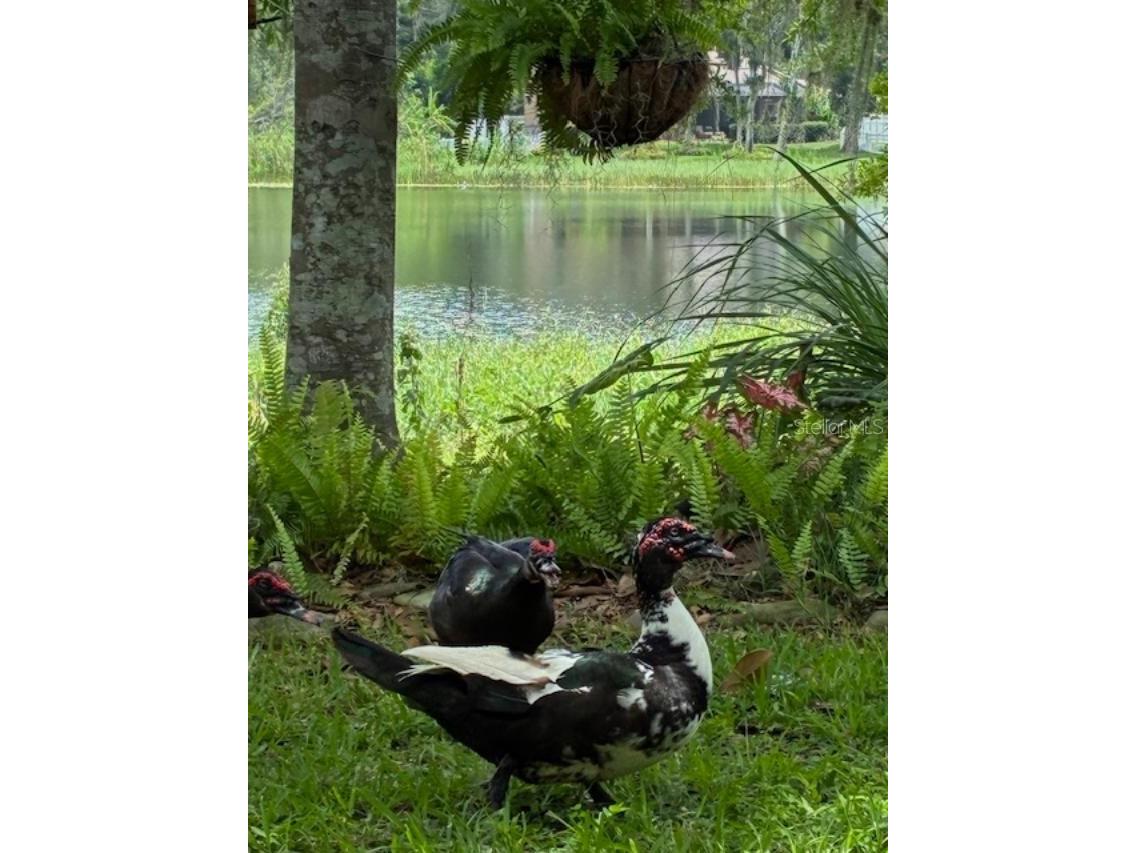 4850 Walnut Ridge Road Land O Lakes FL 34638 TB8480021 image43