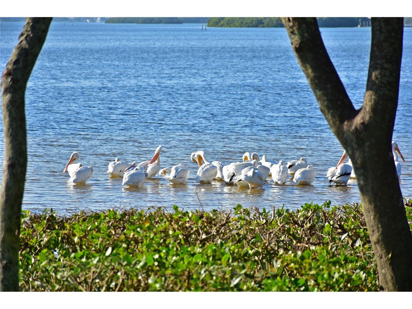 4857 Independence Drive Bradenton FL 34210 - SARASOTA BAY A4690616 image67