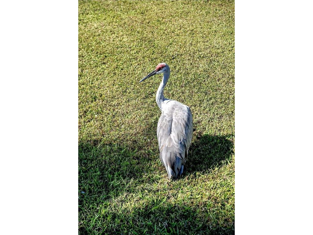 4865 Kingston Circle Kissimmee FL 34746 O6363293 image14