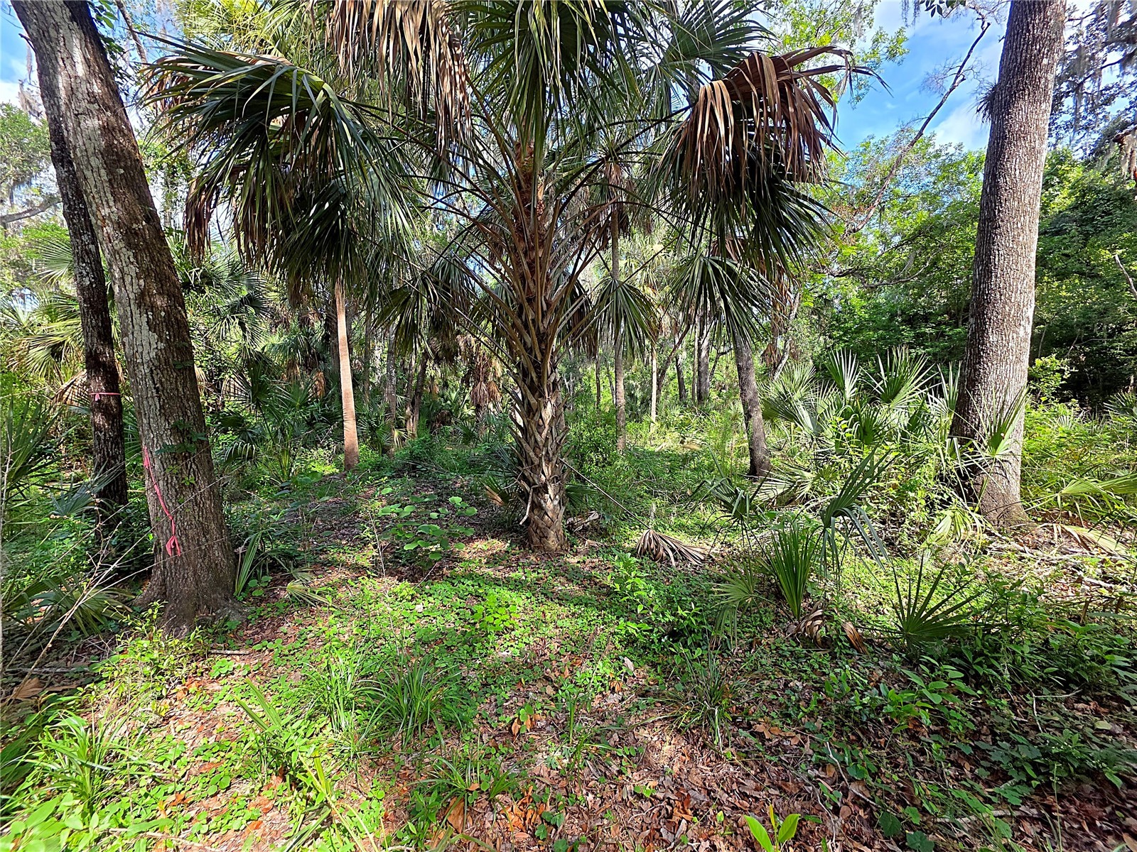 4876 Rambling River Road Brandon FL 33511 TB8520753 image7