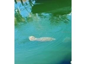 4881 Oxford Drive Siesta Key FL 34242 - GRAND CANAL A4677832 image85