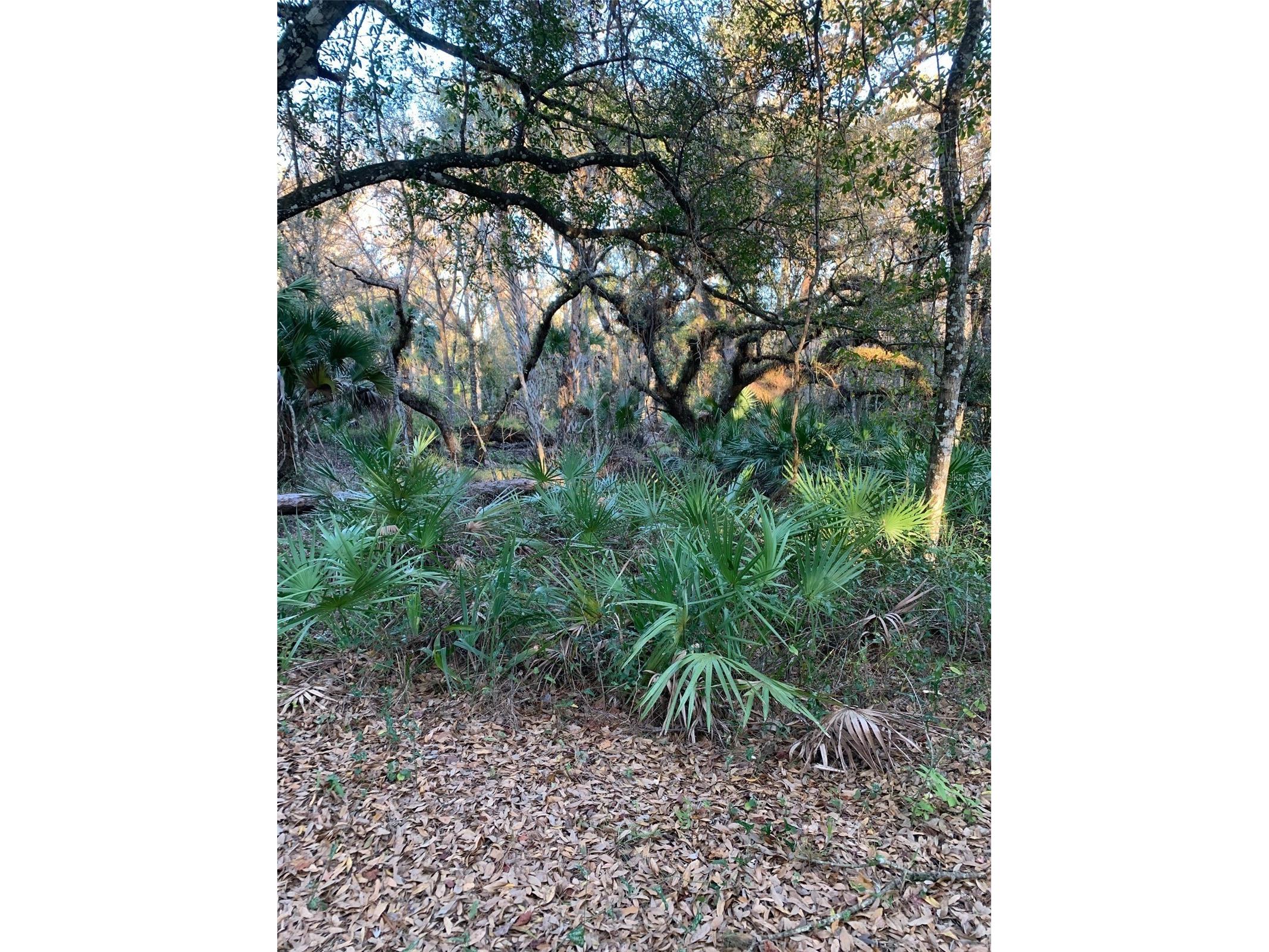 49 Fenny Bosk Trail Venus FL 33960 B4902161 image1