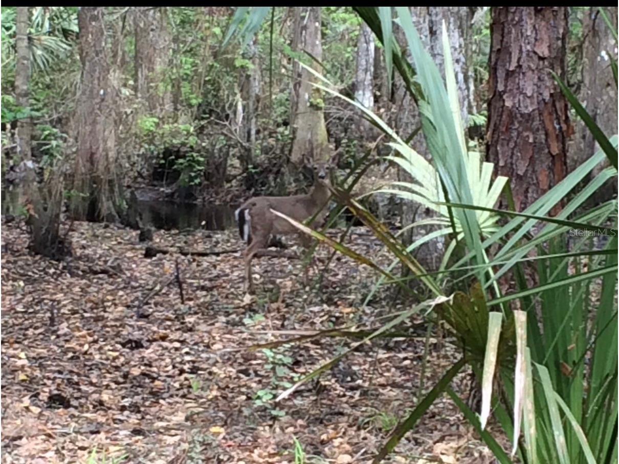 49 Fenny Bosk Trail Venus FL 33960 B4902161 image22