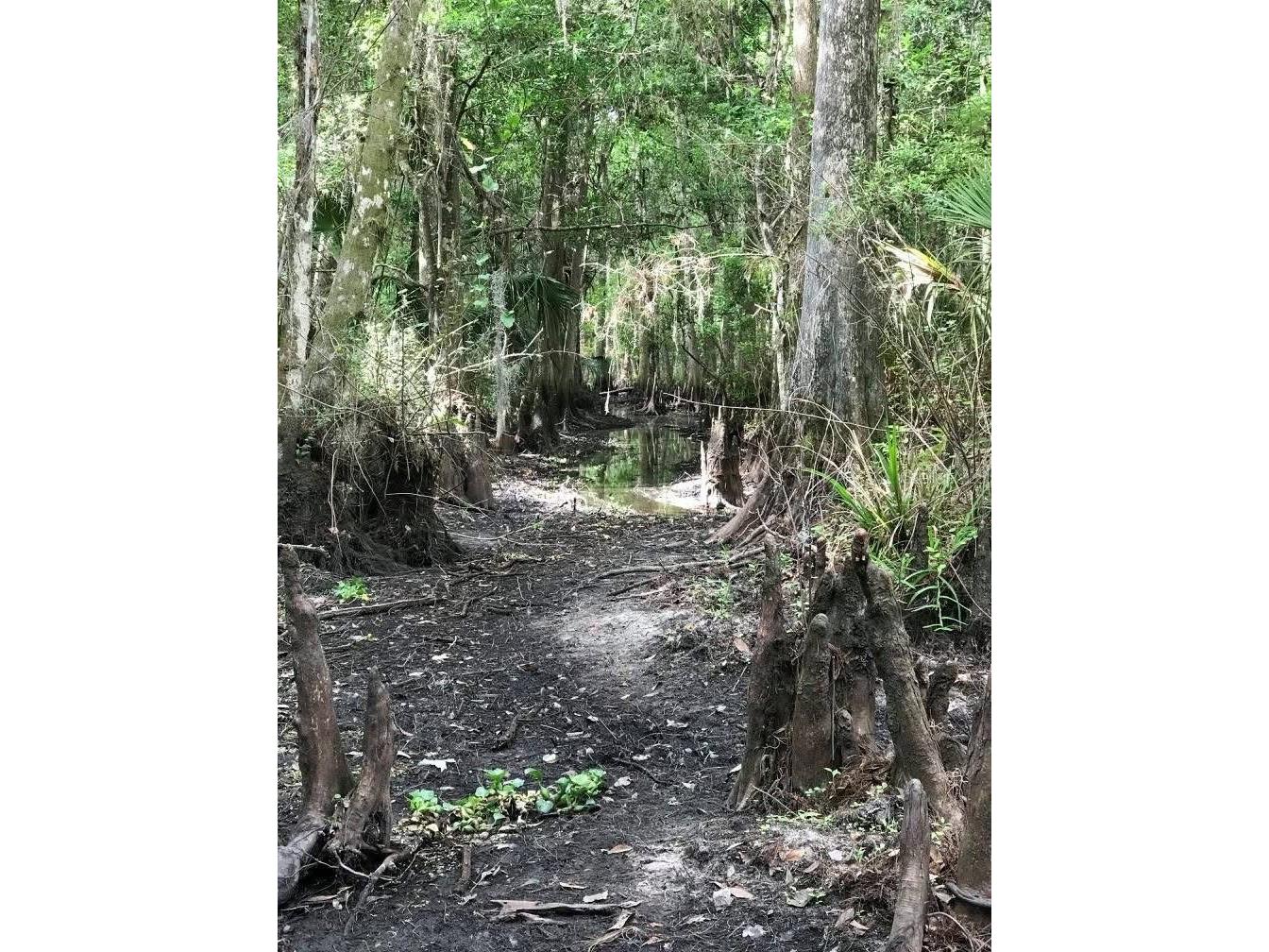 49 Fenny Bosk Trail Venus FL 33960 B4902161 image24