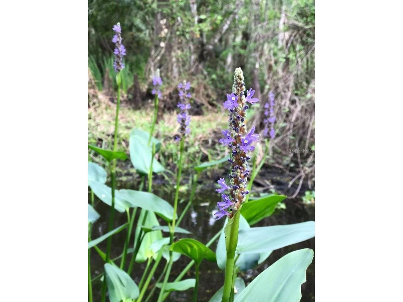 49 Fenny Bosk Trail Venus FL 33960 B4902161 image25