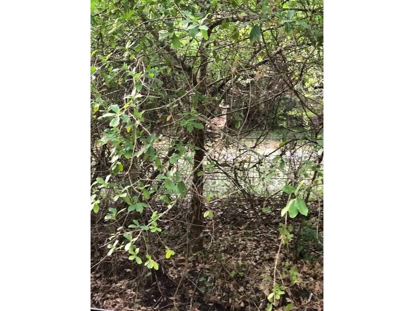 49 Fenny Bosk Trail Venus FL 33960 B4902161 image28