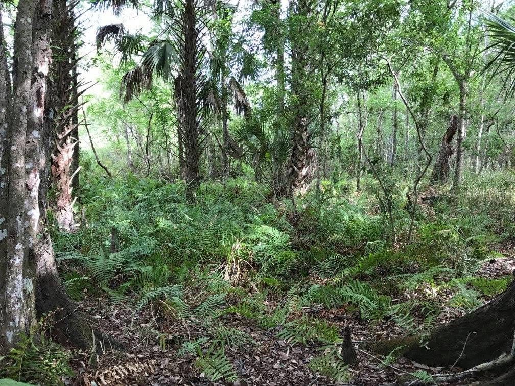 49 Fenny Bosk Trail Venus FL 33960 B4902161 image29