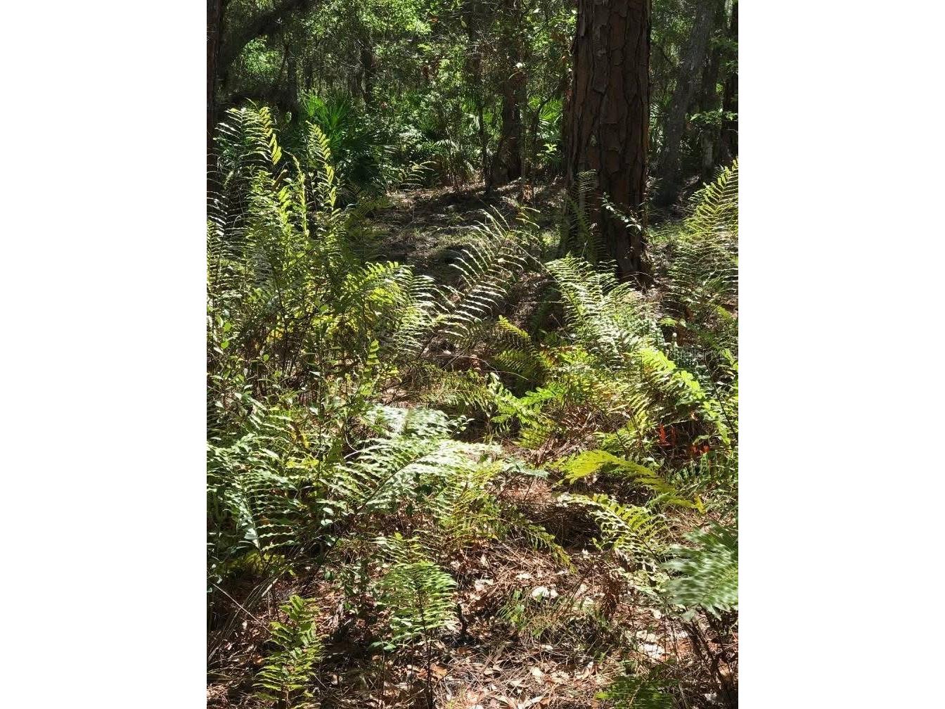 49 Fenny Bosk Trail Venus FL 33960 B4902161 image31