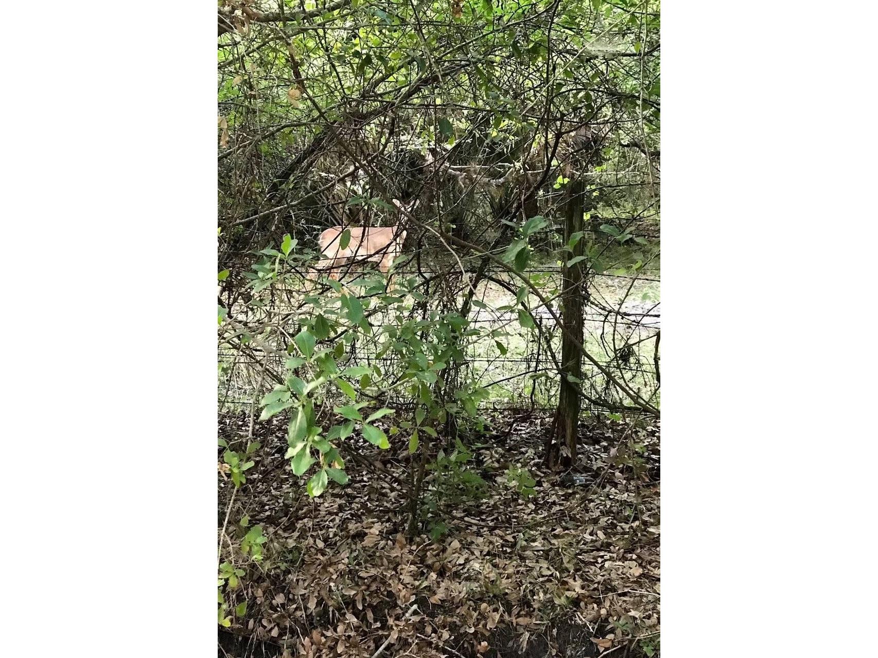 49 Fenny Bosk Trail Venus FL 33960 B4902161 image34