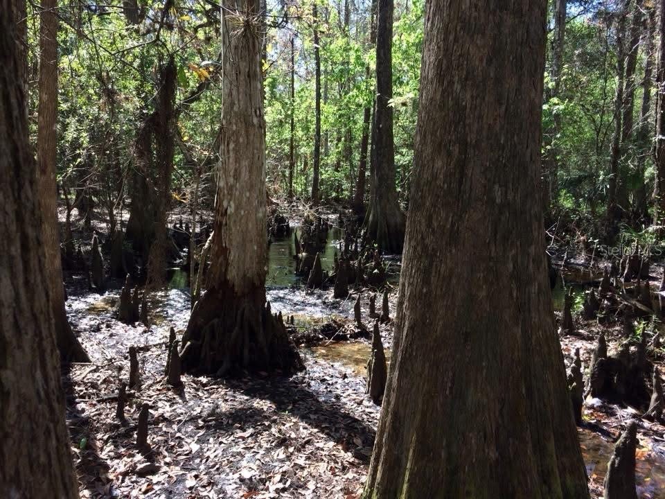 49 Fenny Bosk Trail Venus FL 33960 B4902161 image35
