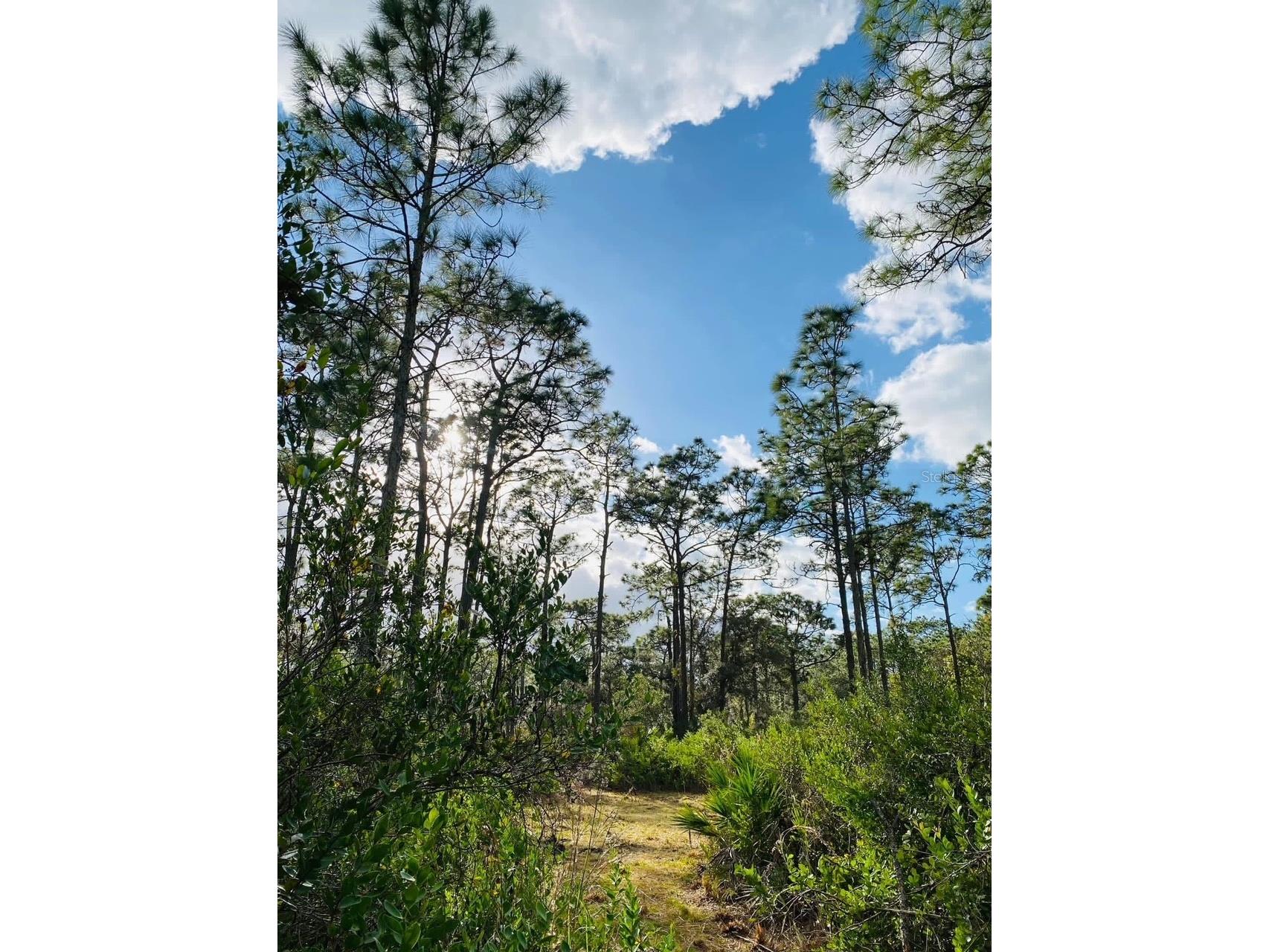 49 Fenny Bosk Trail Venus FL 33960 B4902161 image37