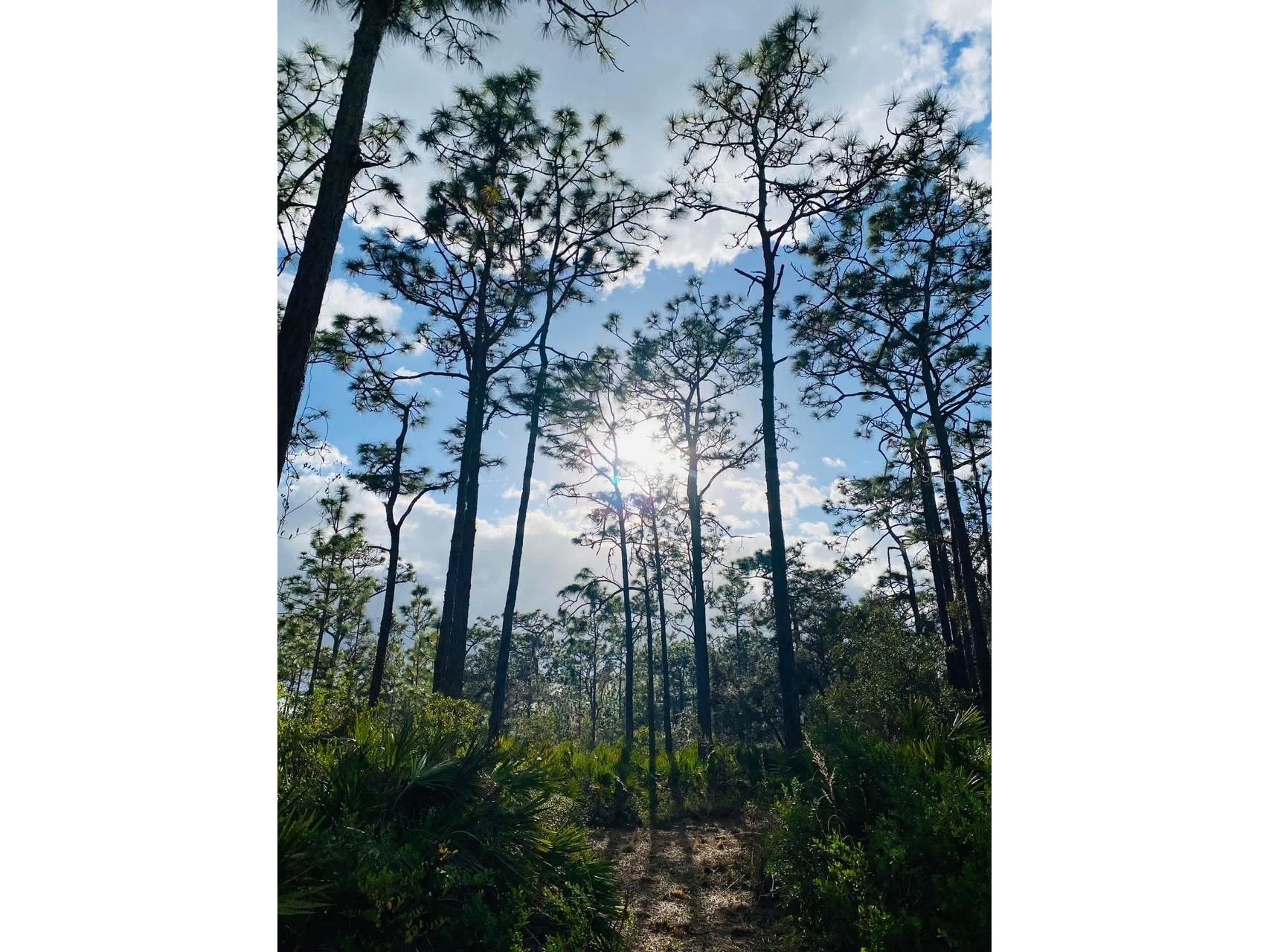 49 Fenny Bosk Trail Venus FL 33960 B4902161 image38