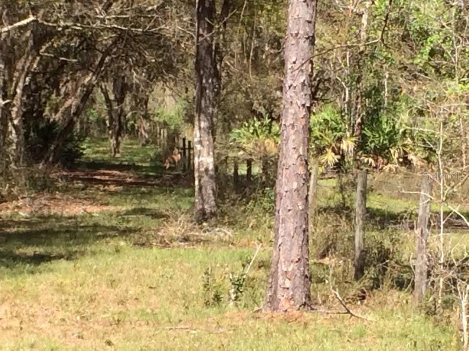 49 Fenny Bosk Trail Venus FL 33960 B4902161 image39