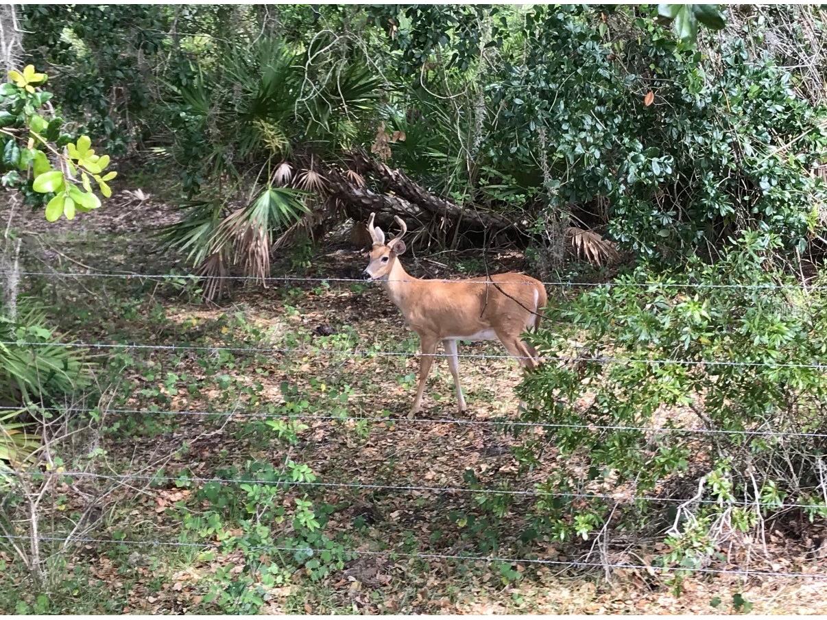 49 Fenny Bosk Trail Venus FL 33960 B4902161 image7