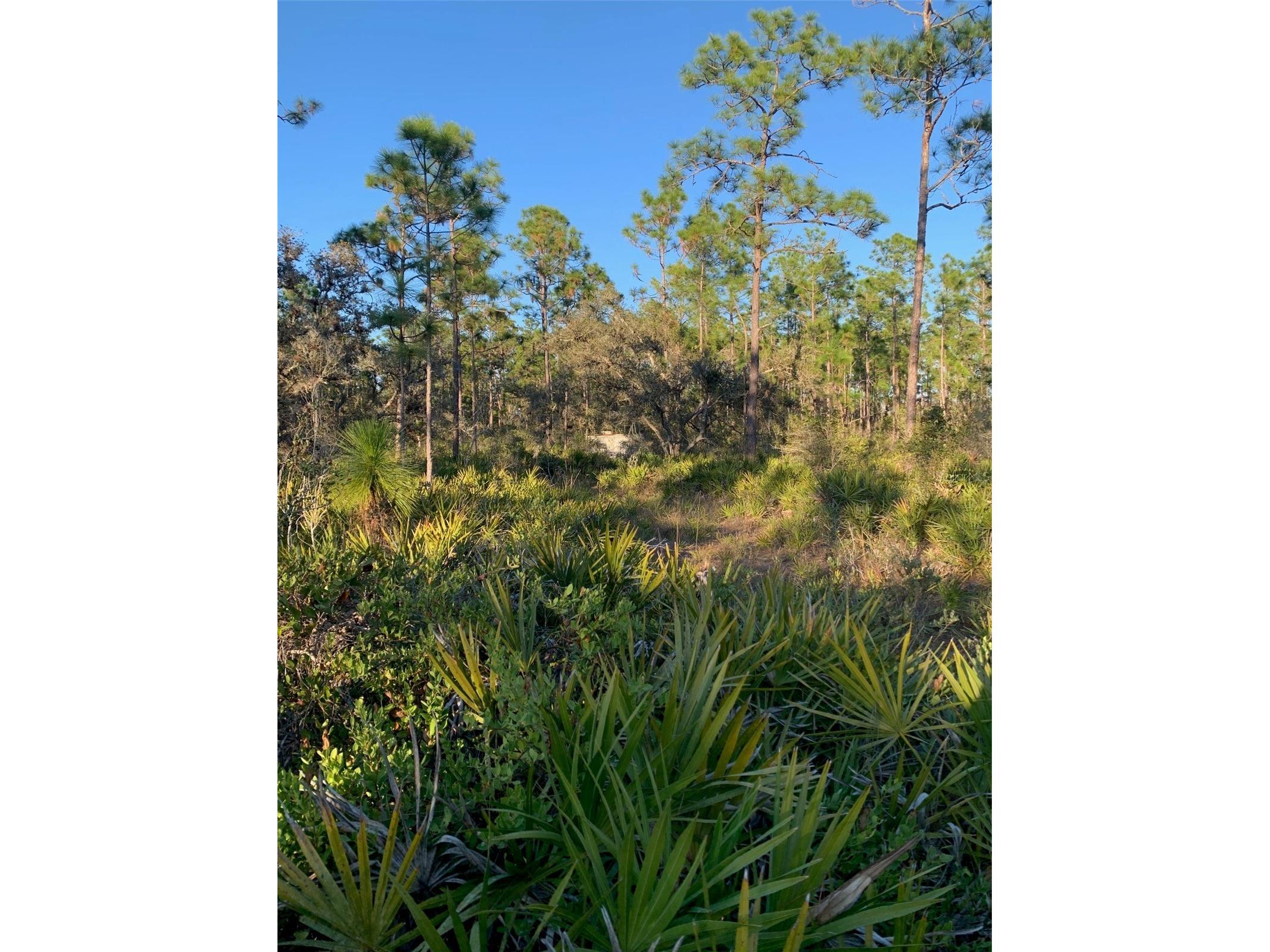 49 Fenny Bosk Trail Venus FL 33960 B4902161 image8