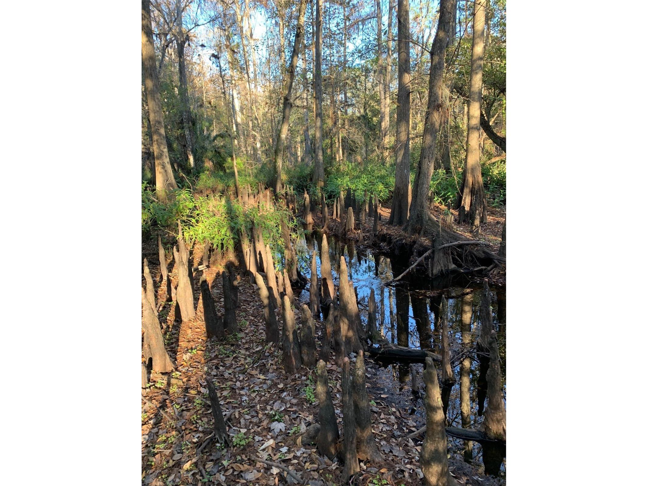 49 Fenny Bosk Trail Venus FL 33960 B4902161 image9