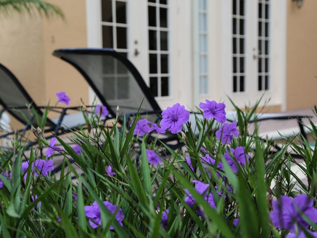 490 Muirfield Loop Reunion FL 34747 O6322422 image33