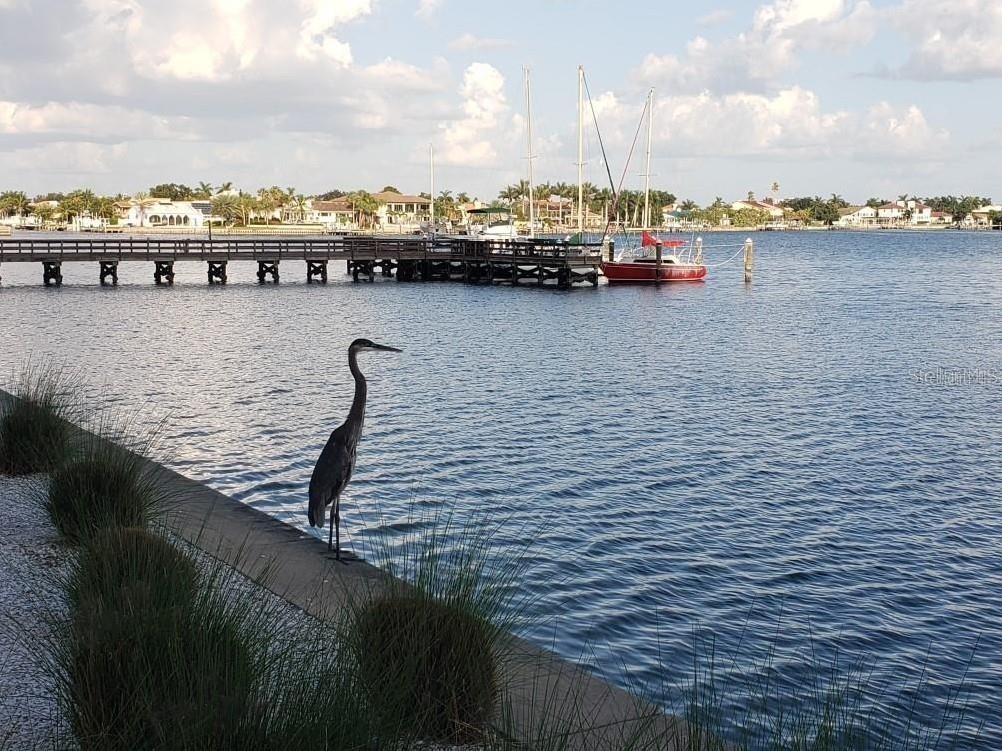 4900 Brittany Drive S #1706 Saint Petersburg FL 33715 TB8367850 image39