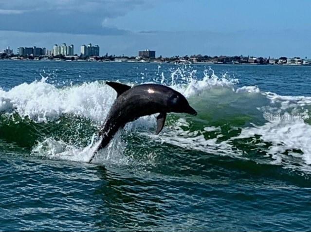 4900 Brittany Drive S #1706 Saint Petersburg FL 33715 TB8367850 image49