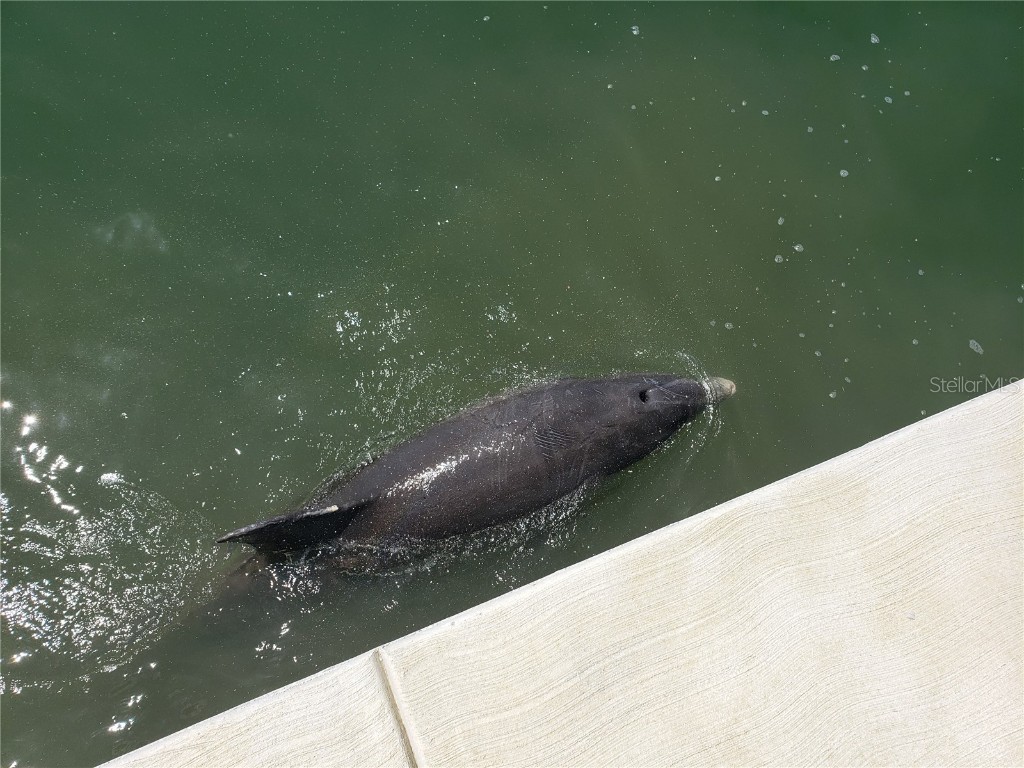 4900 Brittany Drive S #1812 Saint Petersburg FL 33715 - BOCA CIEGA U8238905 image46