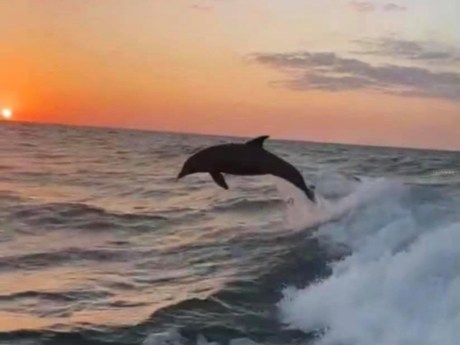 4908 Harbor Woods Drive Palm Harbor FL 34683 TB8463190 image81