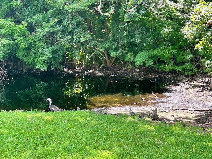 4916 Sunnybrook Drive #14 New Port Richey FL 34653 W7886813 image17