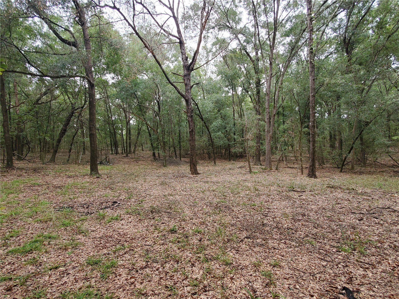 4919 NE 18 Trail Trenton FL 32693 GC536650 image14