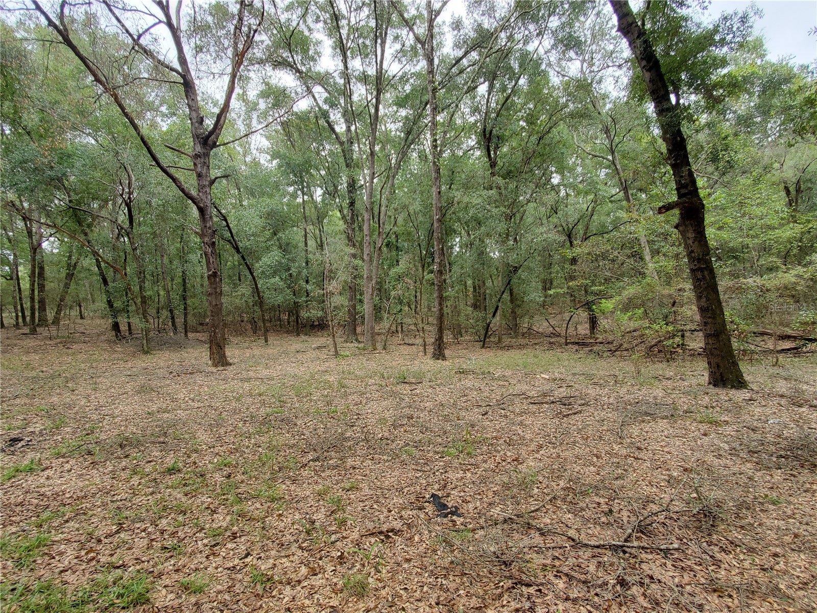 4919 NE 18 Trail Trenton FL 32693 GC536650 image15