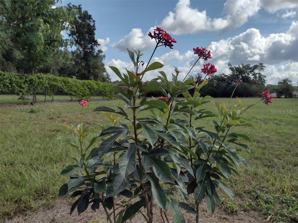 4925 N Us Highway 441 Ocala FL 34475 O6330125 image59