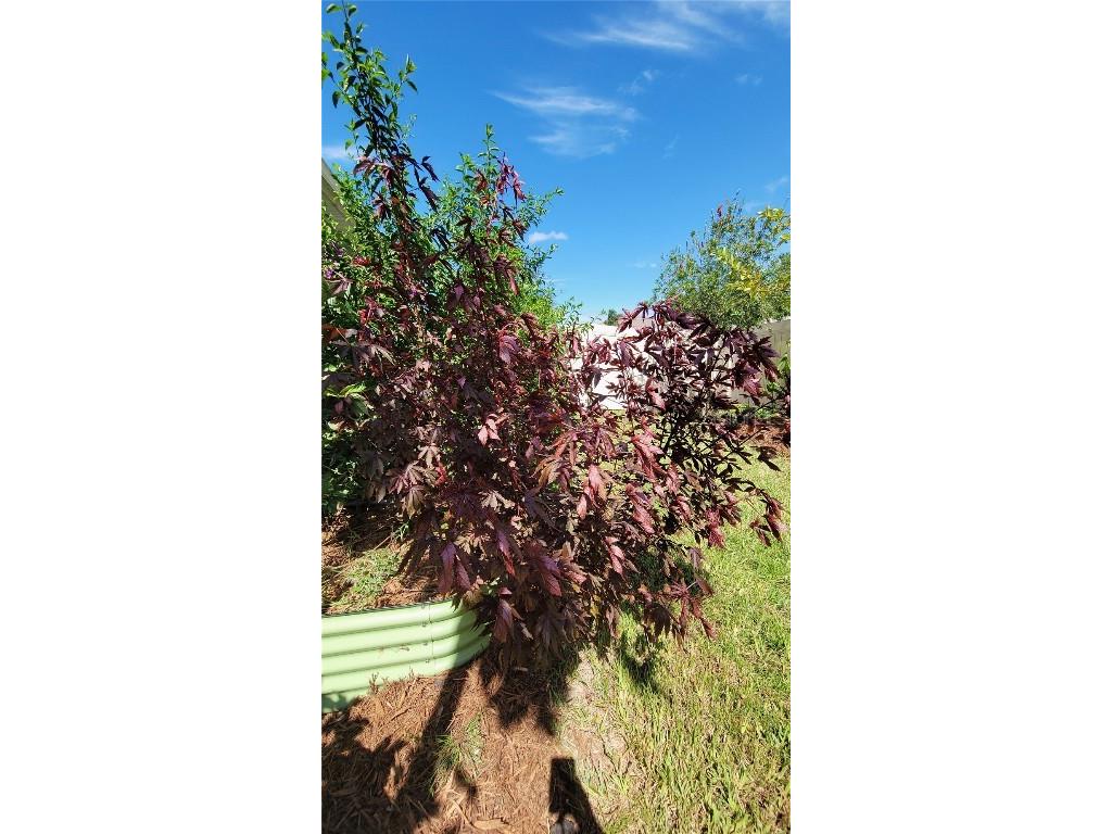 493 Nowell Loop Deland FL 32724 V4944708 image36