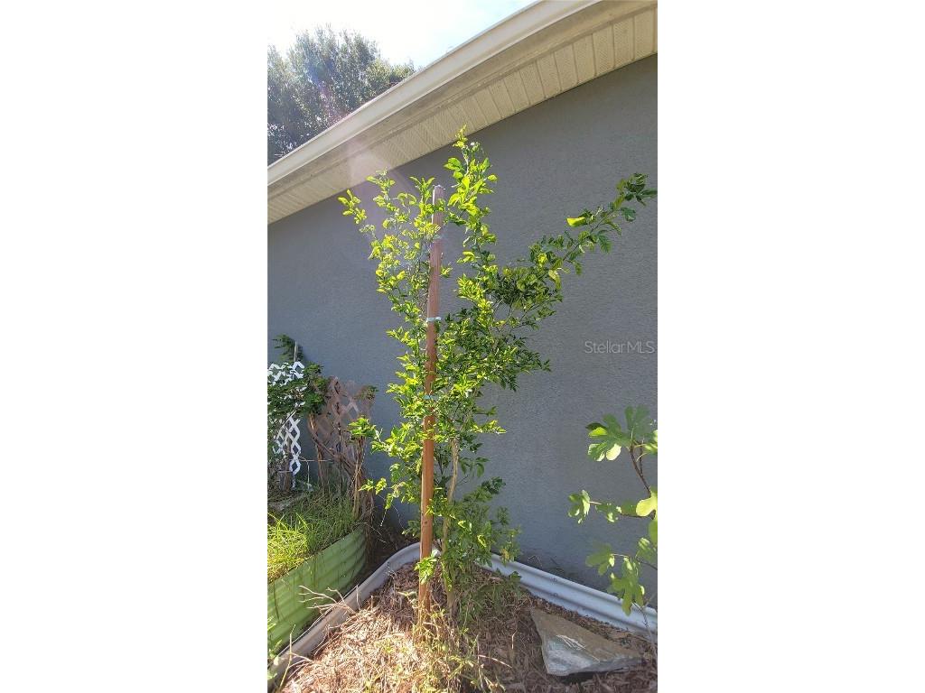 493 Nowell Loop Deland FL 32724 V4944708 image37