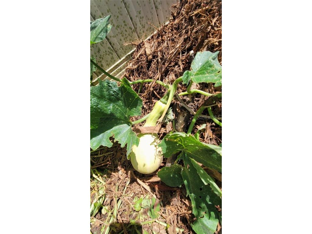 493 Nowell Loop Deland FL 32724 V4944708 image41