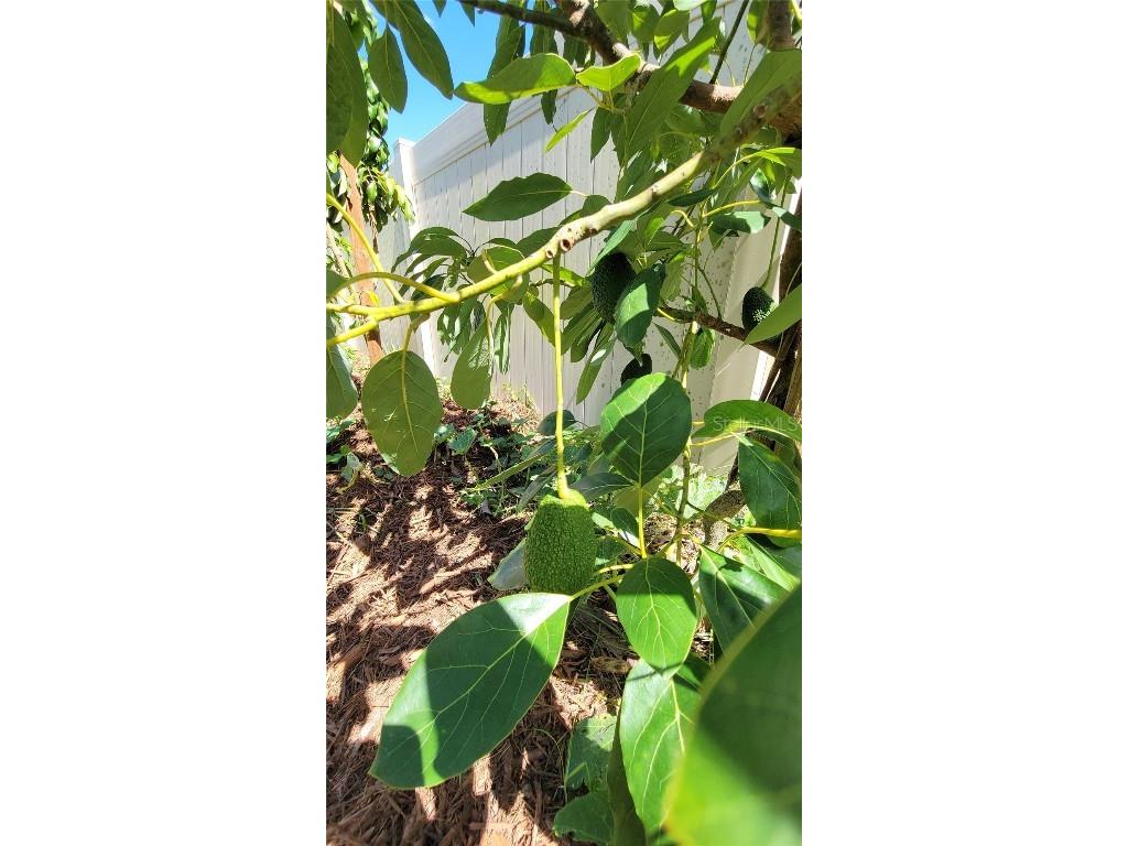 493 Nowell Loop Deland FL 32724 V4944708 image42