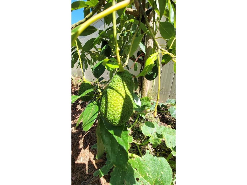 493 Nowell Loop Deland FL 32724 V4944708 image43