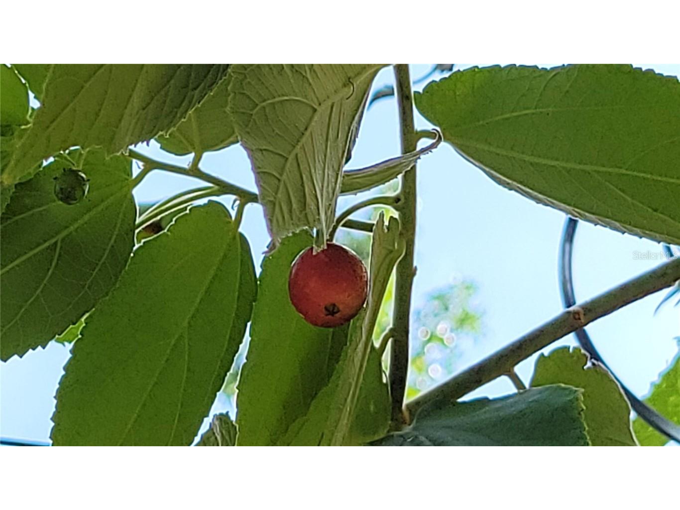 493 Nowell Loop Deland FL 32724 V4944708 image44