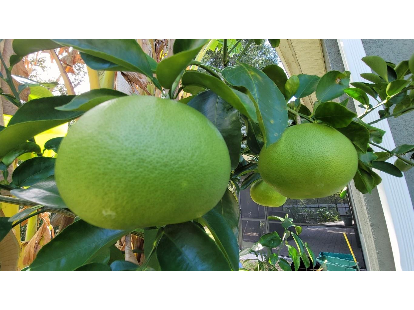 493 Nowell Loop Deland FL 32724 V4944708 image45