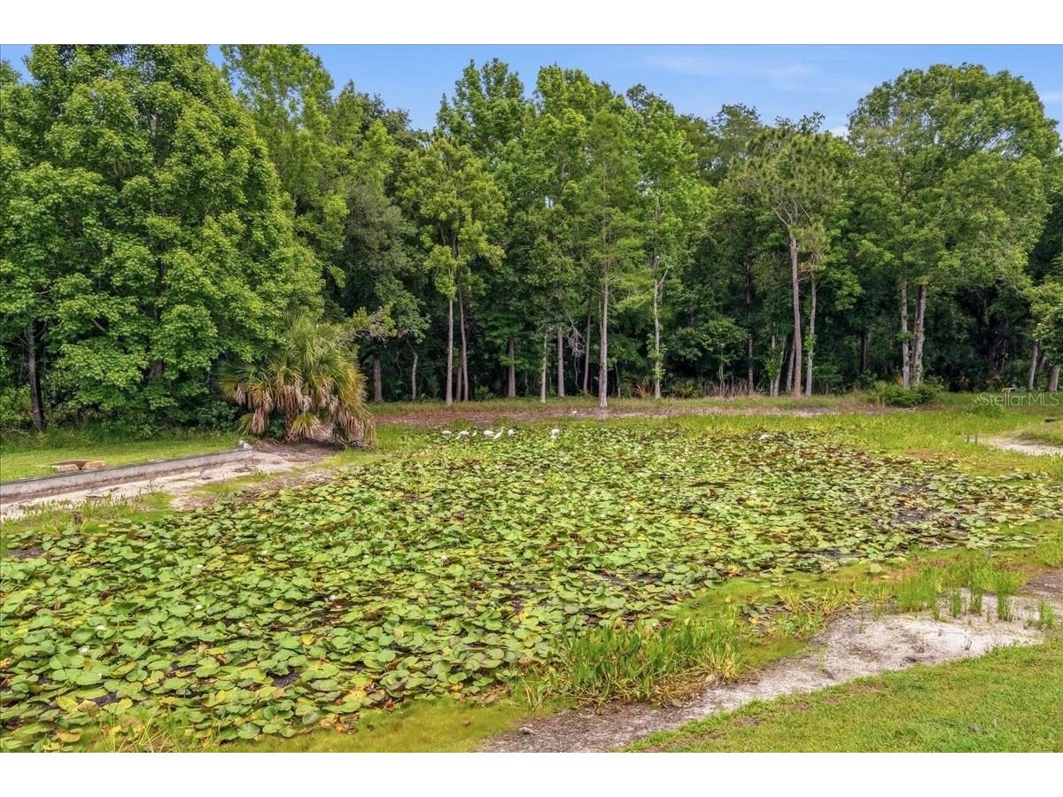 4941 Felecity Way Palm Harbor FL 34685 TB8514728 image61